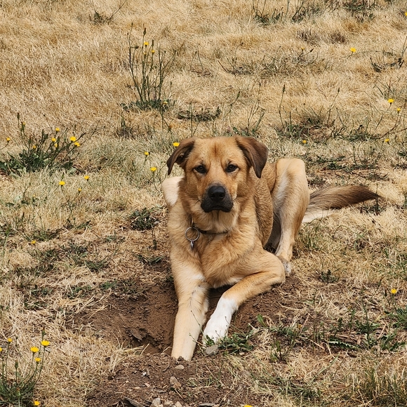 Meet your Posher, Vanessa - Picture 4 of 4